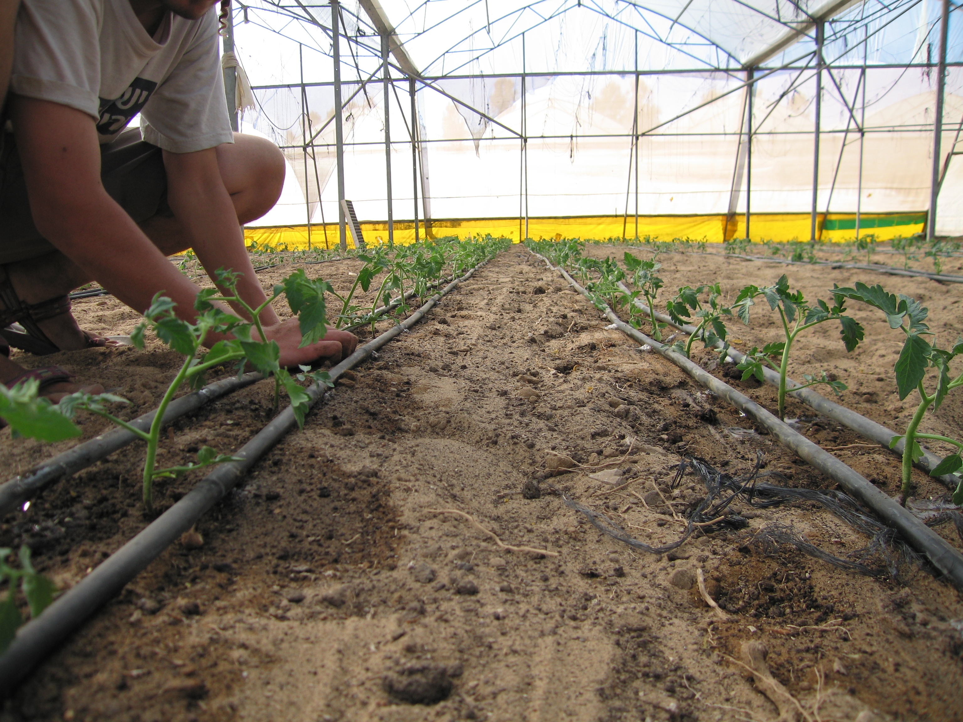 חקלאי מאמין